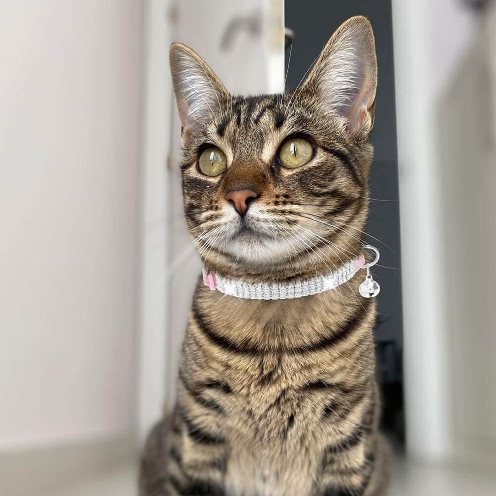 Rhinestone & Crown Bling Dog Collar - Microsuede Fabric, Adjustable (Small-Medium Dogs)